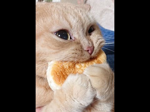 Видео: 😻 Самые смешные кошки! 🐈 Подборка смешных видео котов, котят и собак! 😺