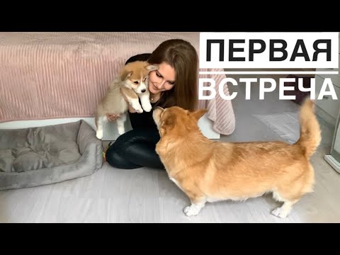 Видео: ЗНАКОМИМ наших собак! РЕВНОСТЬ Таффи В ШОКЕ l его реакция