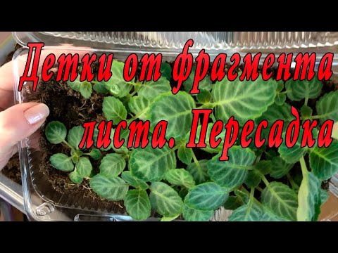 Видео: Глоксинии. Детки от фрагмента листа. Пересадка