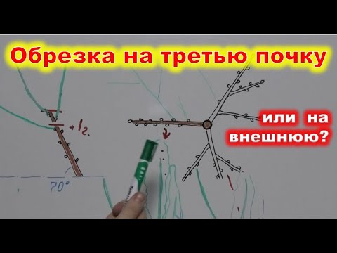 Видео: ОБРЕЗКА на 3 ПОЧКУ или НА ВНЕШНЮЮ ПОЧКУ? Как правильно обрезать плодовые деревья в саду?