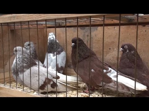 Видео: Приємне з корисним. Ярмарок Дніпро, 2ч