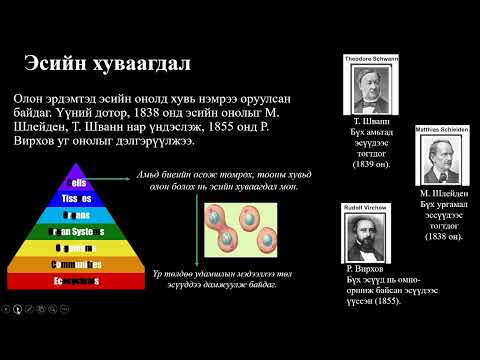Видео: Биологи №37 Амьд биеийн үржил, хөгжил I