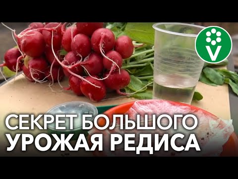 Видео: СОЧНЫЙ И КРУПНЫЙ РЕДИС БЕЗ ВРЕДИТЕЛЕЙ! Секреты выращивания редиса для небывалого урожая.