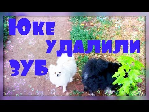 Видео: Удаляем зубы шпицу! Страшно! Снова день с вами!