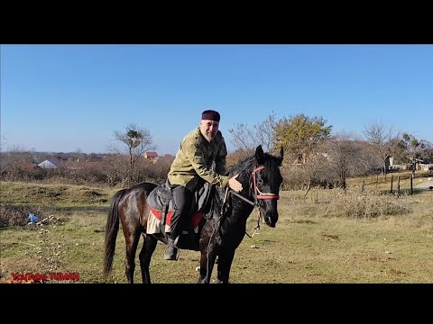 Видео: Как заставить Лошадь идти туда куда Вам нужно. Лахиб и Туман.