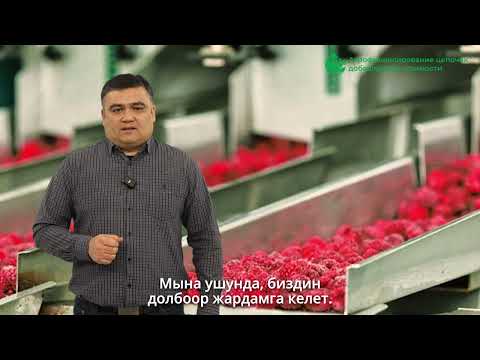 Видео: Кыргызстанда жемиштерди өстүрүү жана агрокаржылоо аркылуу айыл чарбасынын өнүгүшү
