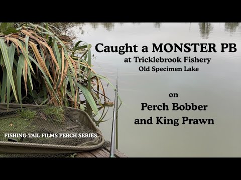 Видео: Поймал ОГРОМНЫЙ PB на тактику ловли окуня-поплавка и королевской креветки в Триклбруке #рыбалкана...