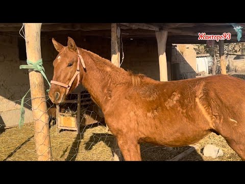 Видео: Дакан Суркоён  +996-509-020-496 13 ноября 2025 г.