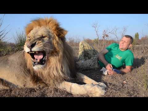 Видео: Львы и НОВЫЙ МАРАЗМ !