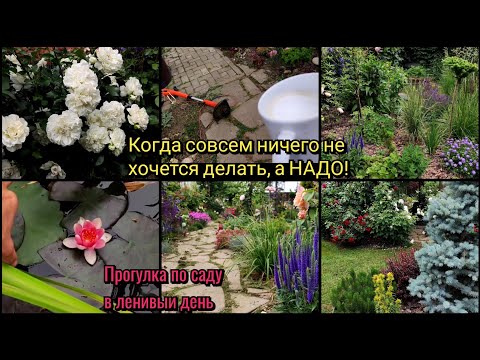 Видео: Когда нет сил, а делать надо. Прогулка по саду. Розы. вероника. злаки в саду. Тример для газона