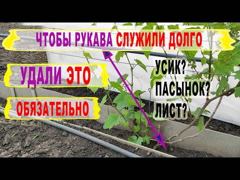 Видео: 🍇 Как правильно сформировать ПЕРВЫЙ РУКАВ на винограде. Что УДАЛИТЬ нужно в ПЕРВУЮ ОЧЕРЕДЬ.
