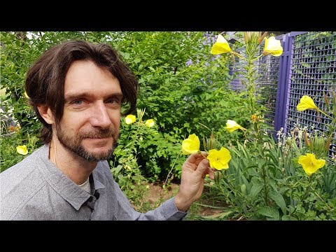 Видео: В чем секрет вечерней примулы и как её использовать!