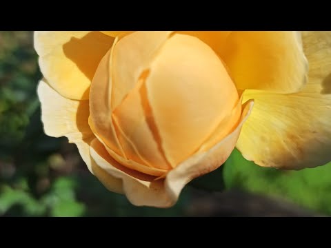 Видео: Как прижились розы, купленные по скидке🧐