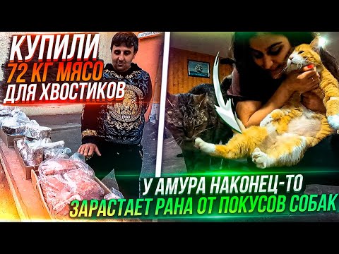 Видео: Купили 72 кг мясо животным😱у Амура зарастает рана. Забираю посылки. Звонит подписчица😁Едем в клинику
