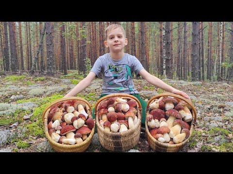 Видео: БОРОВИКИ НАСТУПАЮТ. ГРИБЫ СЕНТЯБРЬ 2025.