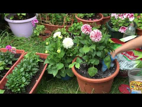 Видео: Георгины низкорослые вегетативные.Как ПОСАДИТЬ в горшки 🌸