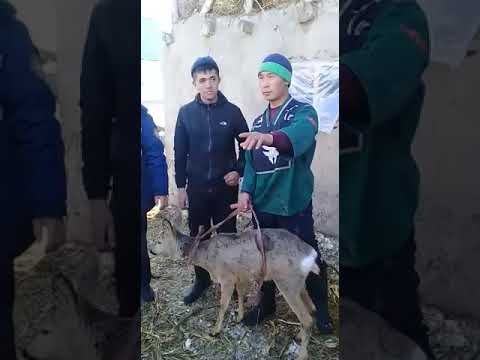 Видео: Озгон р-на карашту " АК-ТЕРЕК " айылында тиру Элик кармашты🦙