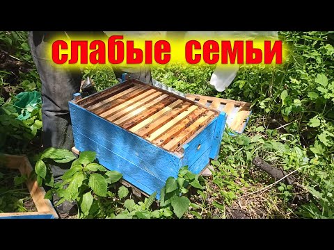 Видео: Слабые семьи пчел. Как нарастить на главный взяток. Что нужно для хорошего наращивания пчел