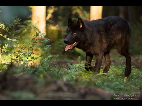 Видео: Русский вольфхунд. Интервью с заводчиком.