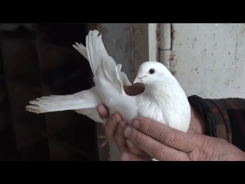 Видео: Оновлений маточник Сергія Івановича