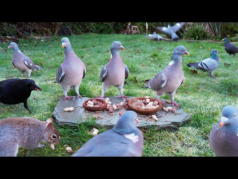 Видео: Птички для кошек 🕊️ Птицы и белки находят еду на скале 🐿️ Кошка тв 4K HDR