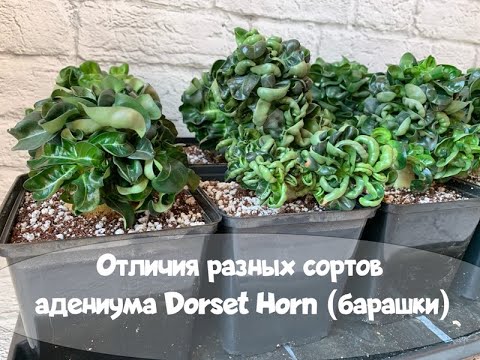 Видео: Отличия сортов адениума Dorset Horn (барашков)