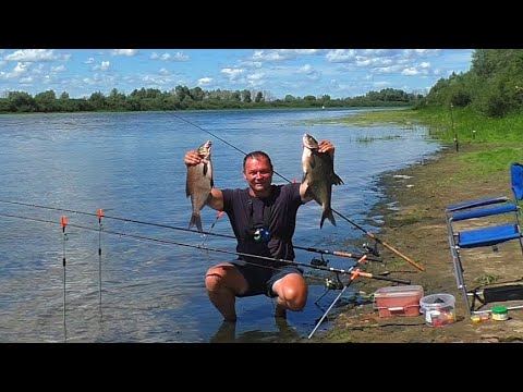 Видео: Ловля ЛЕЩА на САЛО ! Рыбалка на донки ! Крупный лещ на ОКЕ!