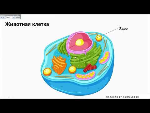 Видео: Дәрумендер мен минералдар иммунитет STEAM сабақ