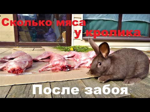 Видео: СКОЛЬКО МЯСА У КРОЛИКА ПОСЛЕ ЗАБОЯ РАЗВЕДЕНИЕ КРОЛИКОВ калифорнийской породы