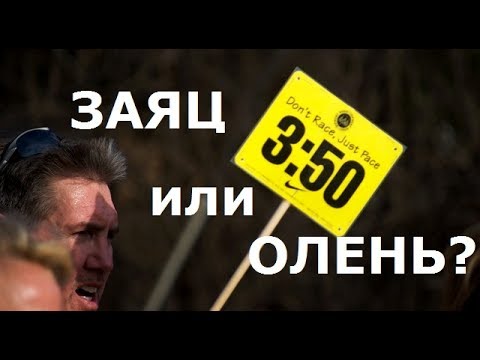 Видео: Пейсмейкеры. Как отличить пейсмекера от оленя