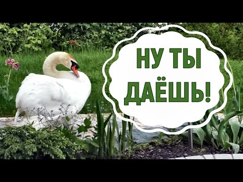 Видео: Лебединая верность. Всякое бывает!