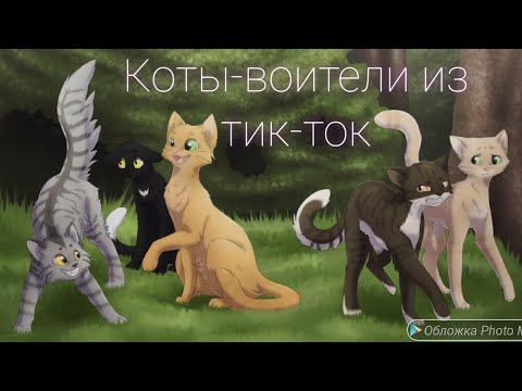 Видео: Большая подборка коты-воители из тик-ток!