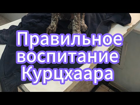 Видео: Курцхаар, воспитание щенка с 1 месяца до 3 лет #курцхаар #охота #охотаслегавой