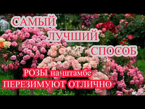 Видео: САМОЕ ЛУЧШЕЕ ЗИМНЕЕ ХРАНЕНИЕ ШТАМБОВЫХ РОЗ.