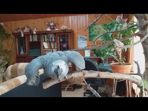 Видео: Когда ничинают разговаривать Жако и все ли Жако говорят?