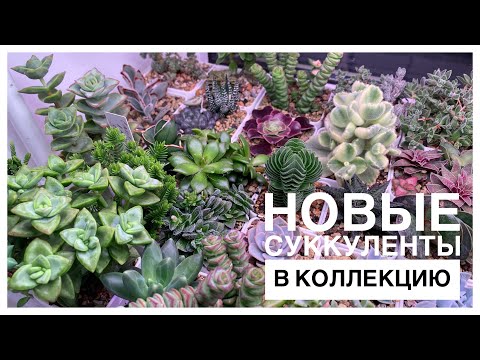 Видео: Будни цветовода | Посылка с суккулентами | 07.05.2023г.