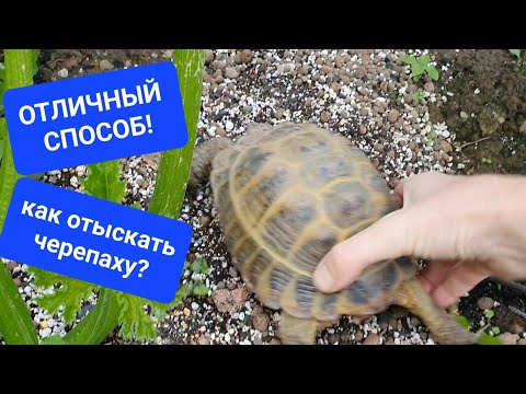 Видео: Как найти убежавшую черепаху на даче? отличный способ!