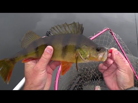 Видео: Риболовля на дикому озері