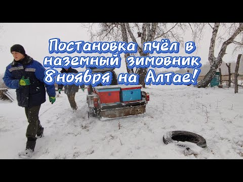 Видео: Постановка пчёл в наземный зимовник 8 ноября на Алтае!