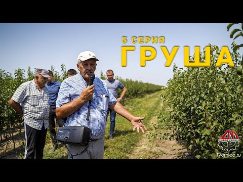 Видео: Груша, вкусная и выгодная культура. Семинар с.Малакановское, серия 5
