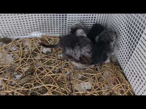 Видео: Сколько Шиншиллят рождается у Шиншилл!