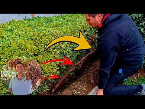 Видео: Перемещение старой виноградной лозы без выкорчевывания — проверенный метод