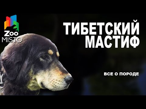Видео: Тибетский Мастиф - Все о породе собаки | Собака породы - Тибетский Мастиф