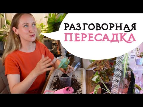 Видео: Разговорная ПЕРЕСАДКА | Занимаемся растениями и болтаем