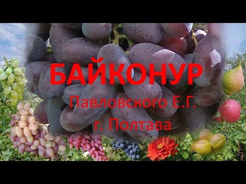 Видео: @Виноград 2019  Виноград Байконур  Отзыв о винограде