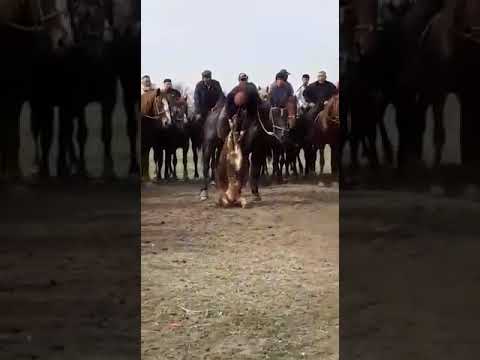 Видео: 87кл торпокту салган балбандар