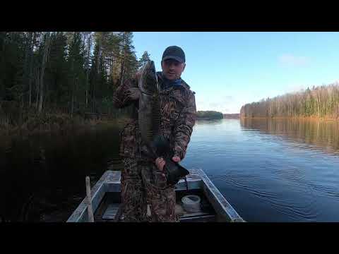 Видео: КАРЕЛЬСКИЕ НАЛИМЫ. Ловля налима на продольник.