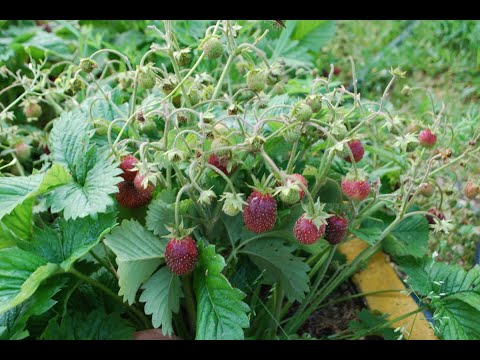 Видео: Земклуника удивила и вкусно накормила