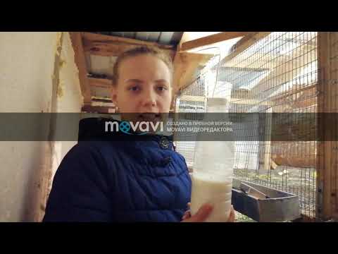 Видео: Лечение у индюков соплей, чиха и микоплазмоза