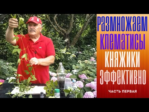 Видео: Размножаем клематис эффективно! Часть первая.